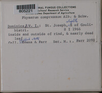 Physarum compressum image